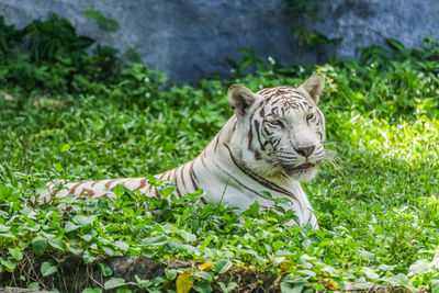 View of a cat on land