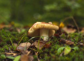 Single mushroom growing on the forest floor in early autumn