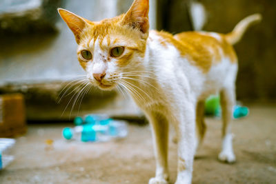 Close-up portrait of a cat looking away