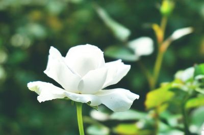 Close-up of white flowers blooming outdoors