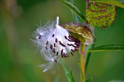 Close-up of honey bee on purple flowering plant