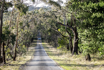 Road amidst trees in forest