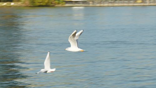 Swan swimming in lake