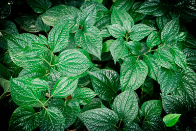 Full frame shot of fresh green leaves