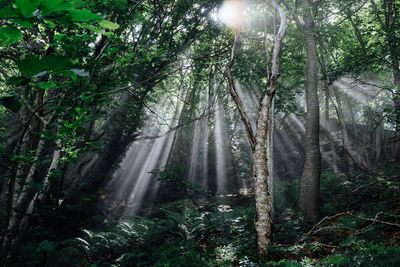 Low angle view of trees in forest