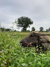 View of a horse on field