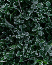 Full frame shot of frozen leaves.