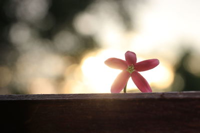 Close-up of pink flowering plant