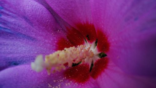 Extreme close up of pink flower