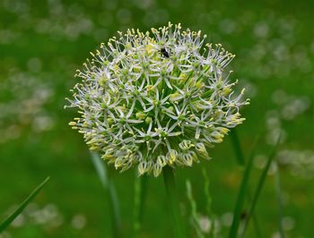 Close-up of white flowering plant on field