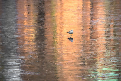 Duck swimming on lake during sunset