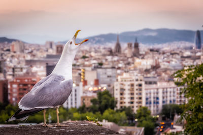 Seagull in barcelona