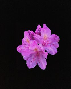 Close-up of pink flower over black background