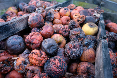 Rotting apples with mold on a heap close-up