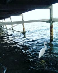 Bird swimming in lake