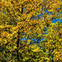 Low angle view of yellow flowering plants