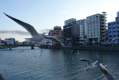 Seagull flying over a city