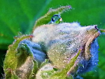 Close-up of water drops on leaf