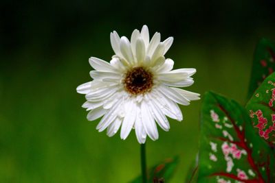 Close-up of white flowers