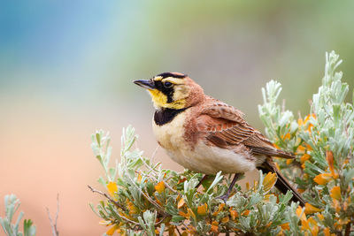 Close-up of bird perching on plant