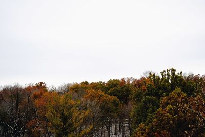 Trees and plants against sky during autumn