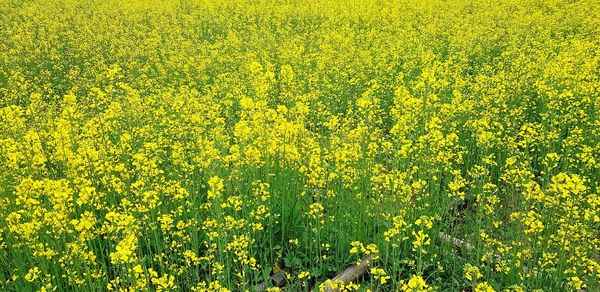 View of oilseed rape field