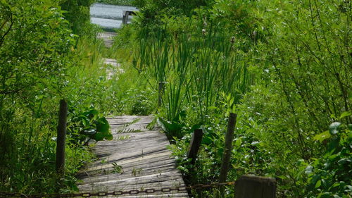 Footpath amidst trees in forest
