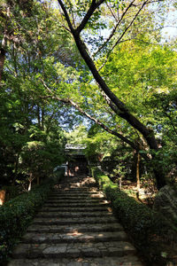 Footpath amidst trees in forest