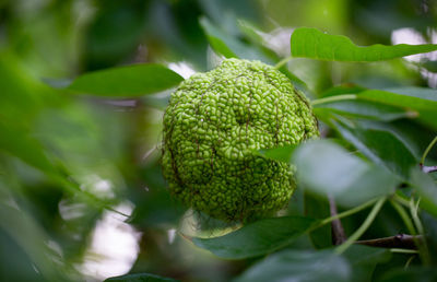 Close-up of green leaves on plant