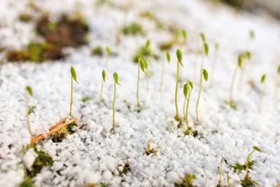 Young sphagnum moss shoots sprout through a fresh layer of graupel snow in spring