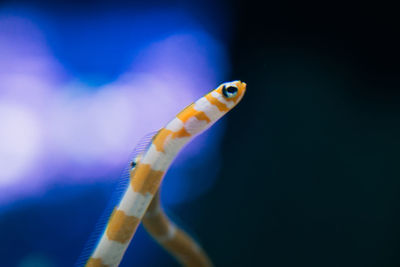 Close-up of fish swimming in sea