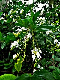 Close-up of white flowers blooming on tree