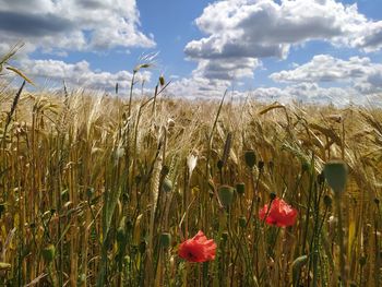 Scenic view of wheat field against sky