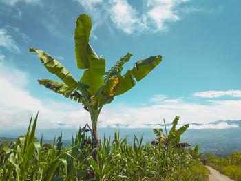 Plant growing on field against sky