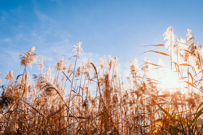 Low angle view of plants against sky