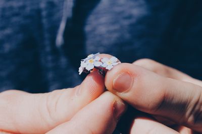 Close-up of hand holding crab