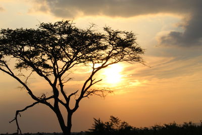 Low angle view of silhouette tree against sky during sunset