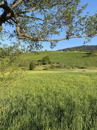 Scenic view of field against clear sky