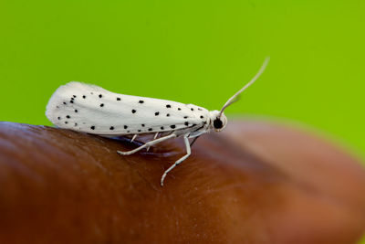 Close-up of butterfly