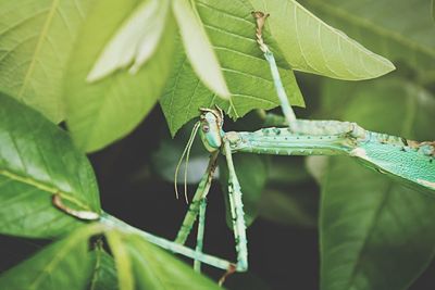 Close-up of insect eating leaf