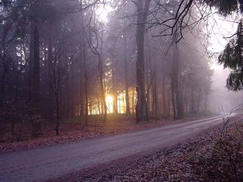 Road amidst bare trees in forest