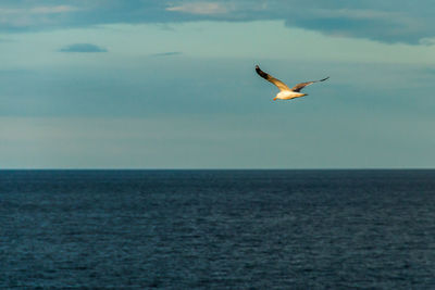 Seagull flying over sea