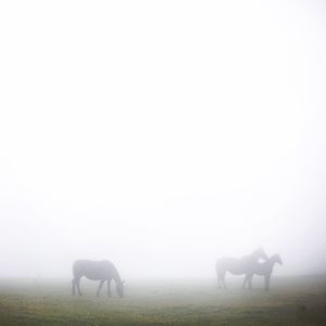 Horses on grassy field in foggy weather