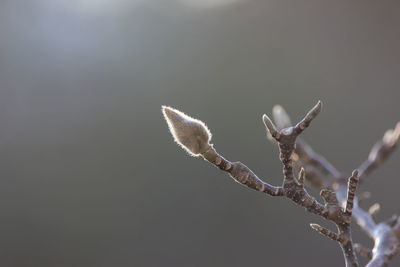 Close-up of plant against blurred background