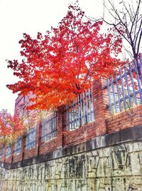 Low angle view of autumnal trees