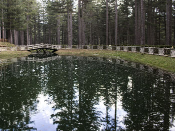 Bridge over river in forest