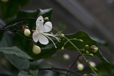 Close-up of white flowers blooming outdoors