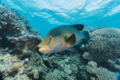 Fish swimming in sea