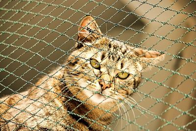 Close-up of chainlink fence