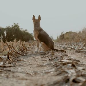 Dog on field against sky